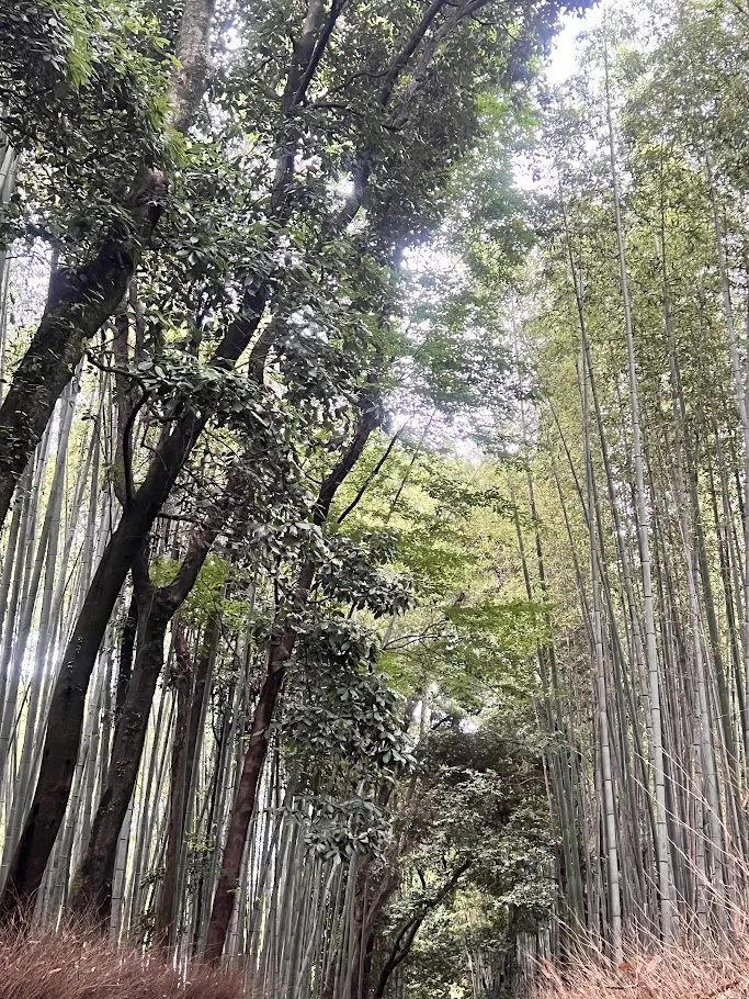 竹林の小径